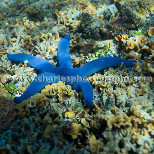 Blue starfish