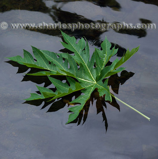 Papaya Leaf